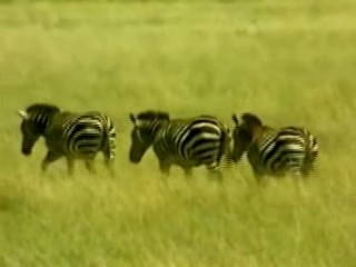 صور Nechisar National Park متنزه وطني